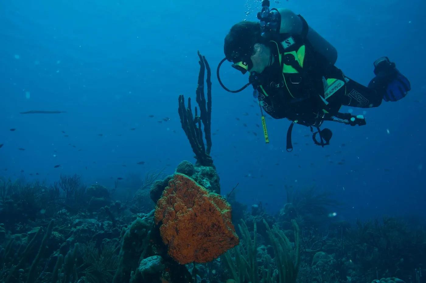 Diver exploring colorful coral reef underwater in Kralendijk, Bonaire.