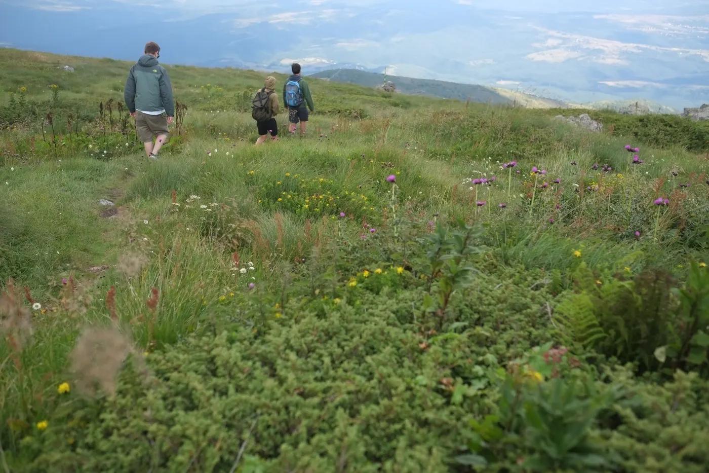 Three hikers walk through vibrant grasslands with wildflowers on a mountain trail in Bulgaria.