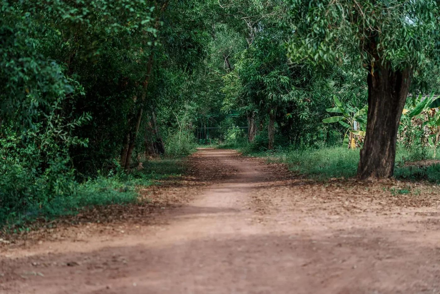 A tranquil dirt path surrounded by lush greenery in Cambodia's serene countryside.