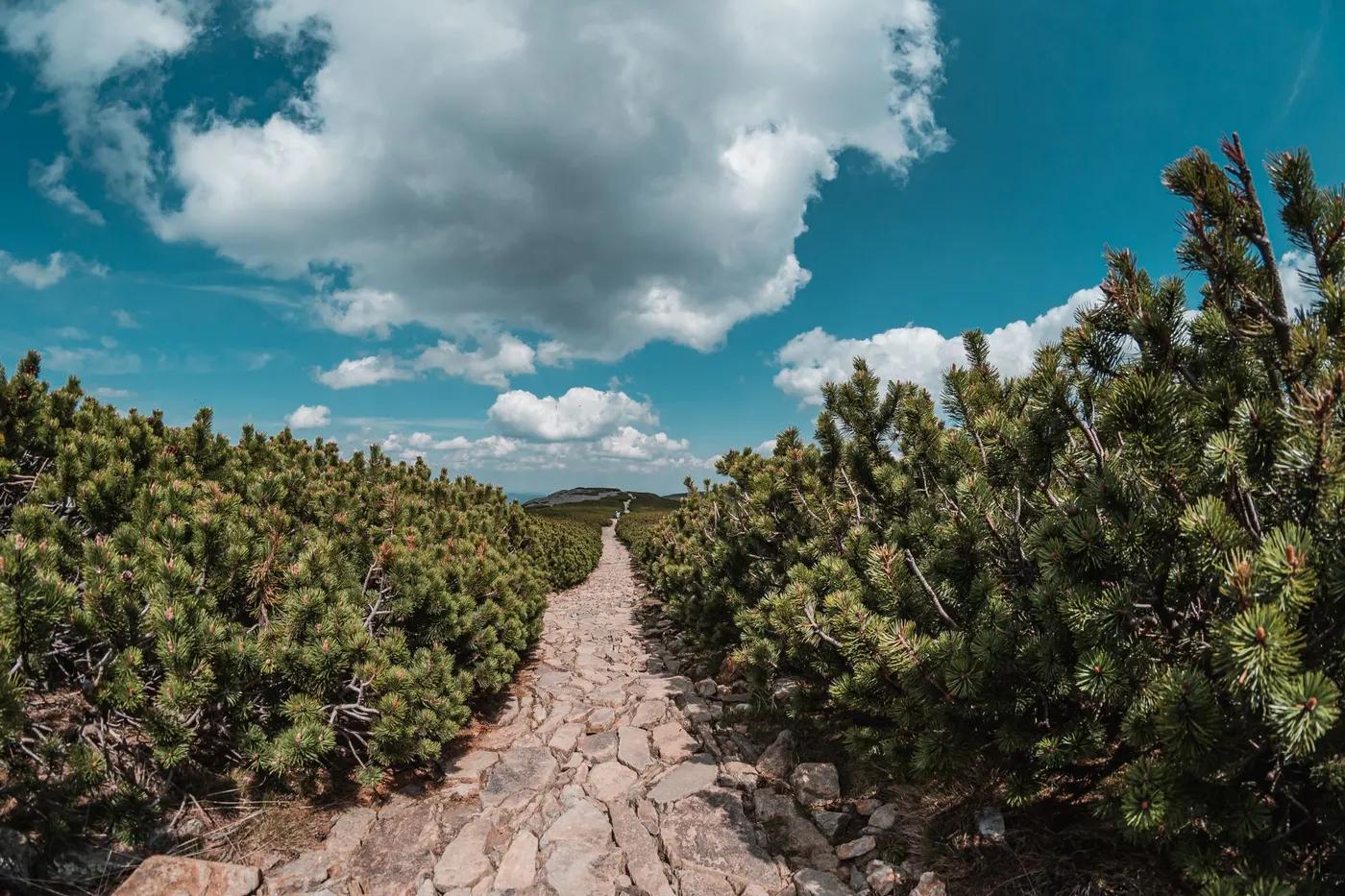 Stone pathway through pine bushes under a bright blue sky in Pec pod Sněžkou, Czechia.