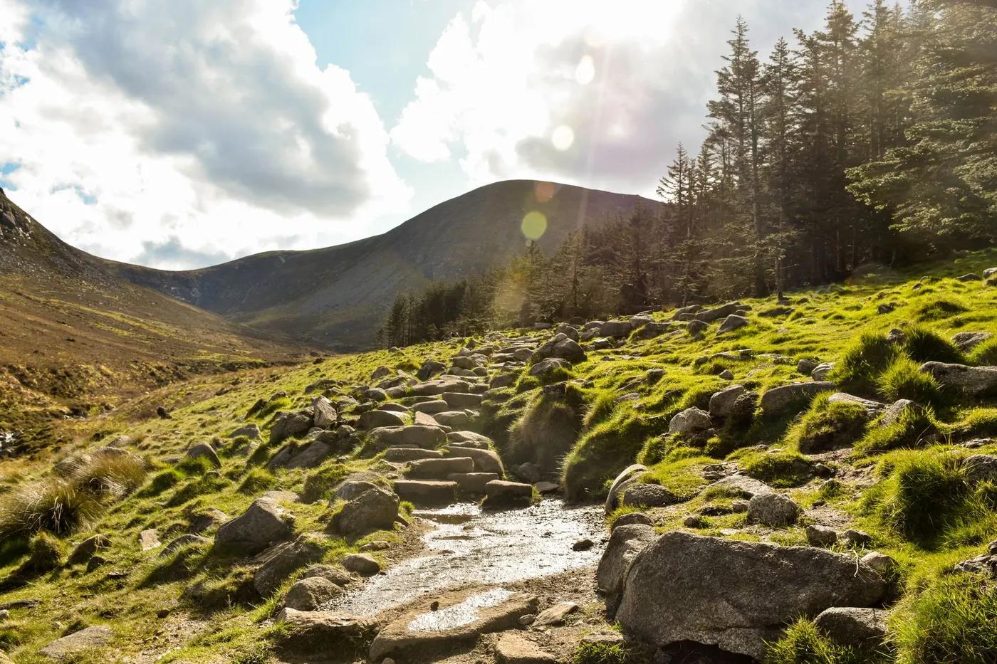 Capture of a sunlit rocky path in Tollymore Forest Park, Northern Ireland, showcasing vibrant nature.