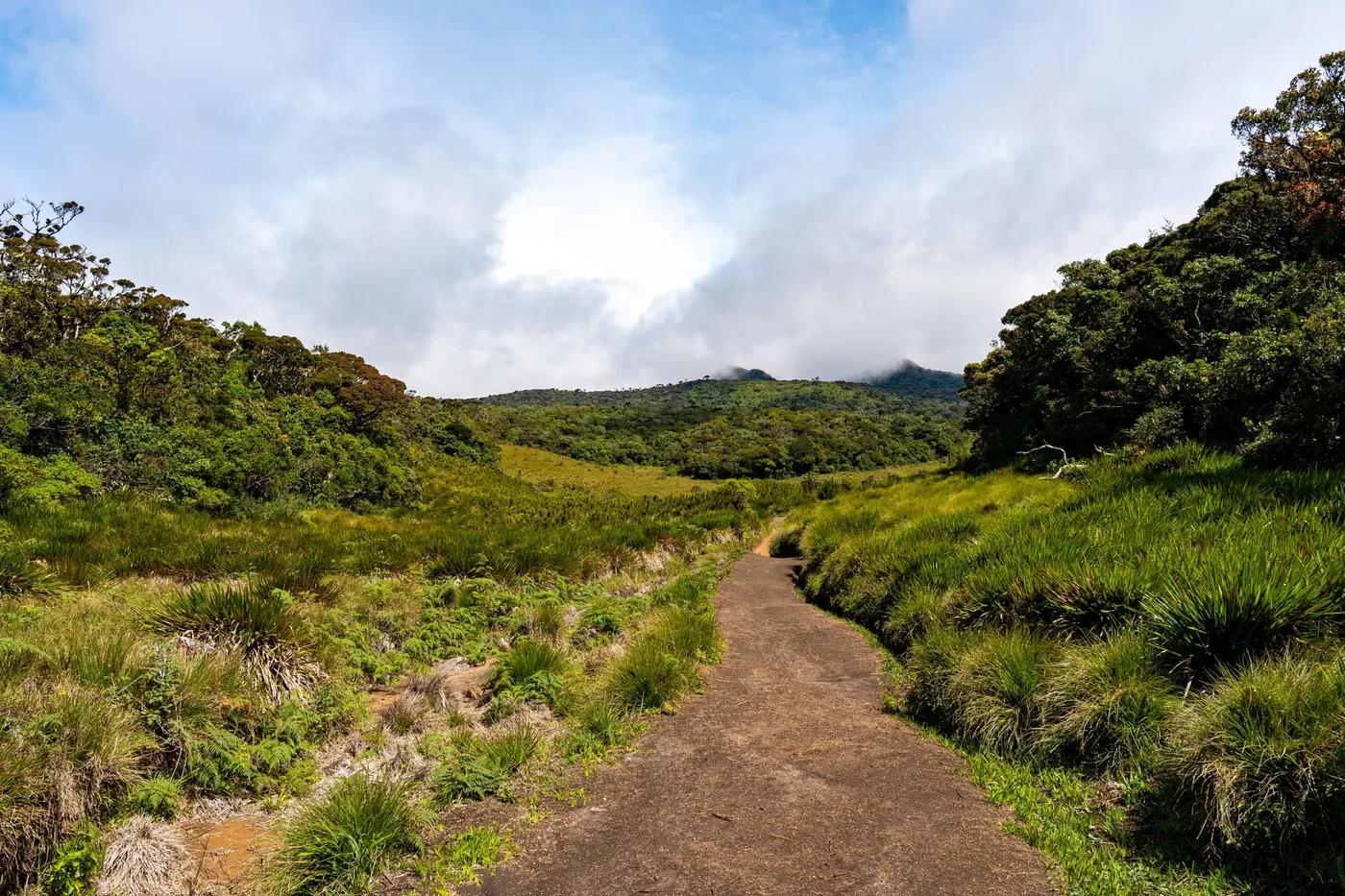 Lush greenery and a hiking trail in Horton Plains National Park, Central Province, Sri Lanka.
