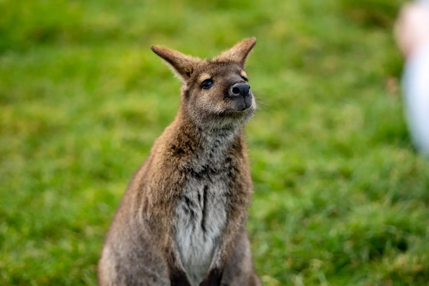 A detailed close-up of a kangaroo standing alert in a grassy area, showcasing its natural beauty.