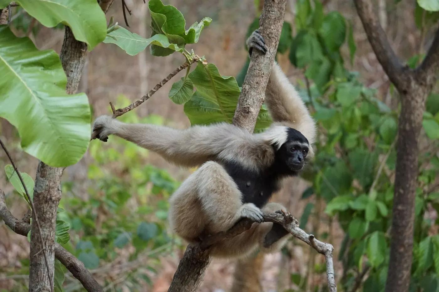 White-Handed Gibbon perched on tree branch in lush Cambodian jungle setting.