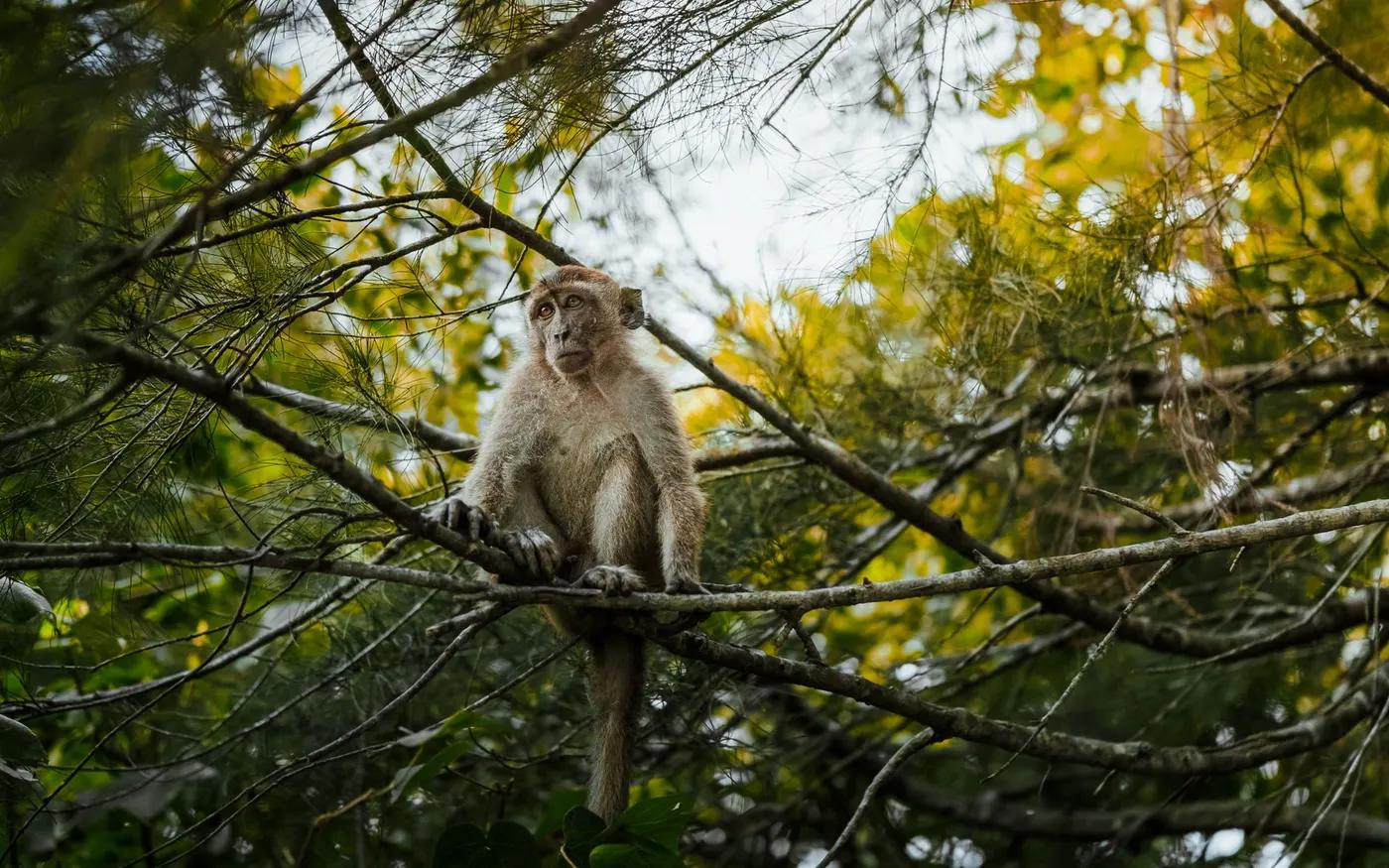 A macaque monkey perched on a tree in the lush jungles of Banting, Selangor, Malaysia.