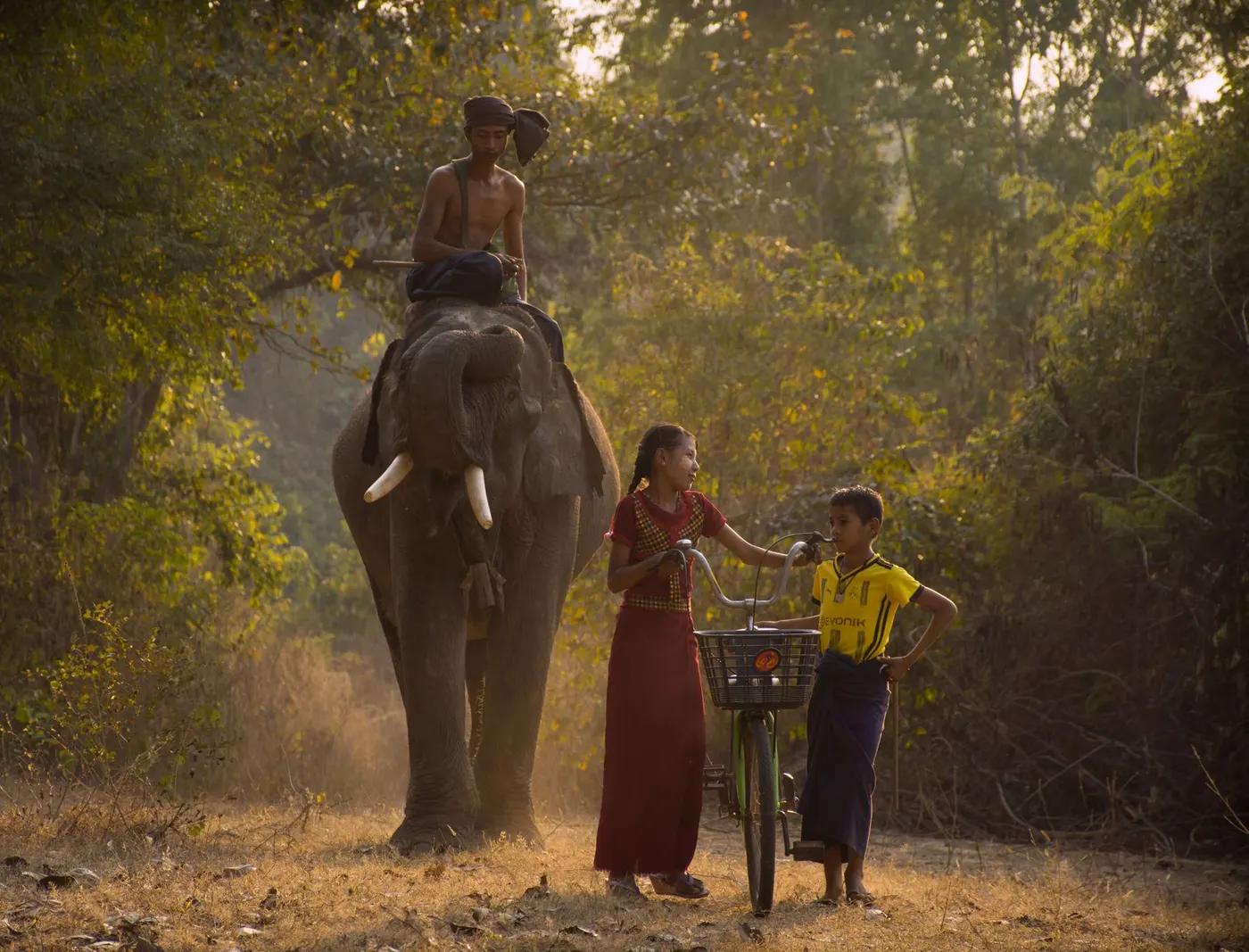Children with bicycle and elephant in Myanmar forest during daytime.