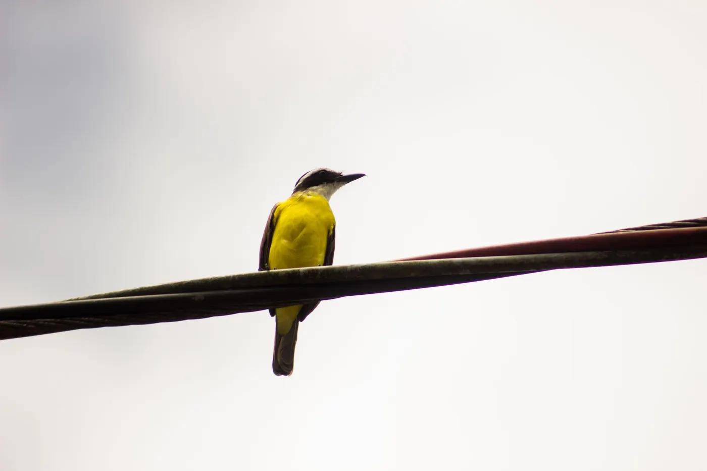 A vibrant tropical bird with yellow plumage perched on a cable wire in daylight.