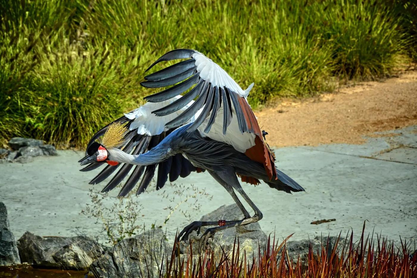 A majestic grey crowned crane stretches its wings in a vibrant outdoor setting.