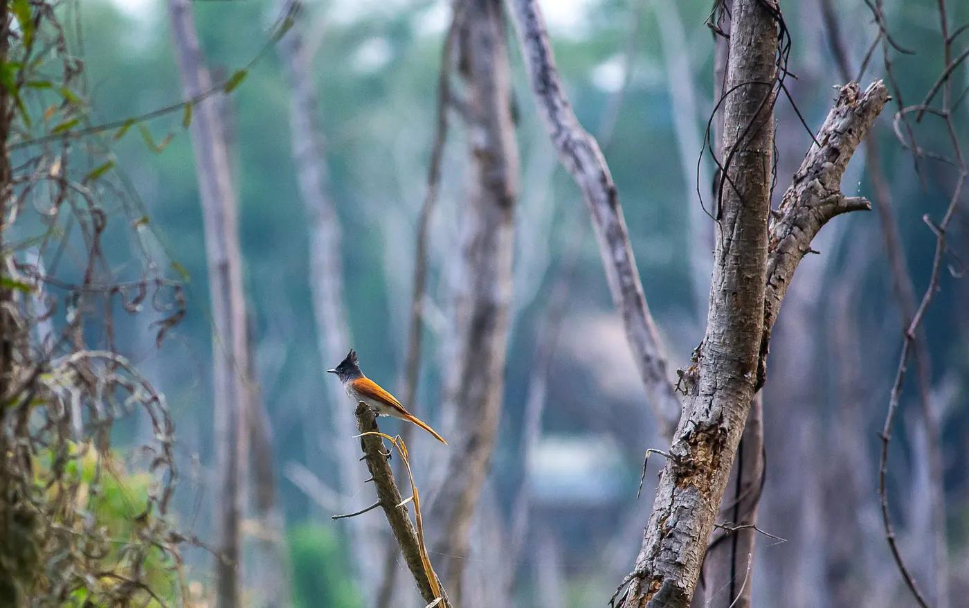 A striking Asian Paradise Flycatcher sits on a branch amidst dense forest trees.