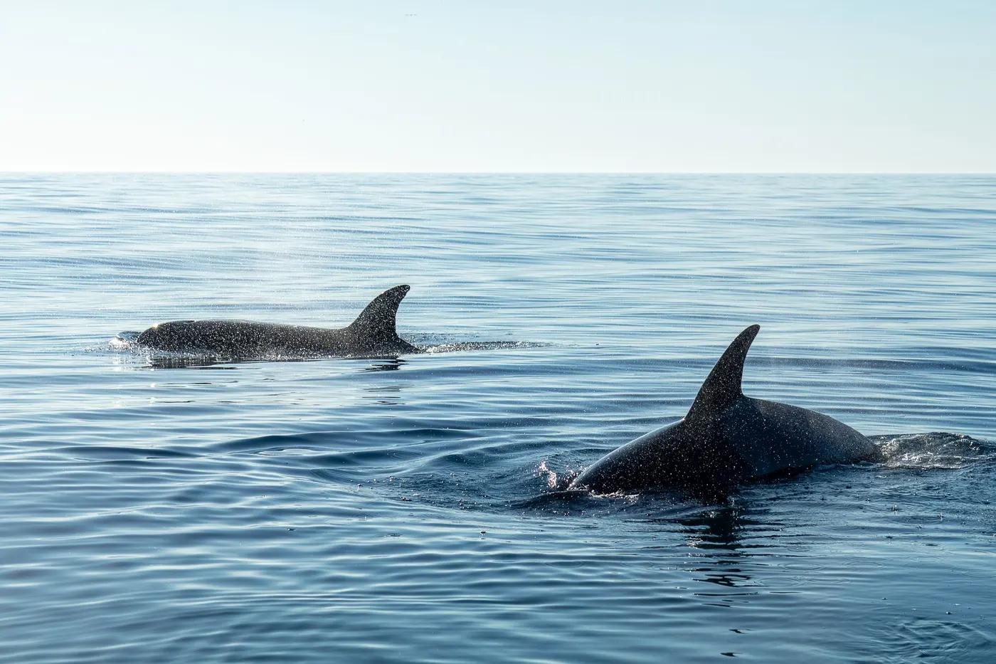 Two orcas gracefully swim in the vast blue ocean near Faro, Portugal, showcasing marine beauty.