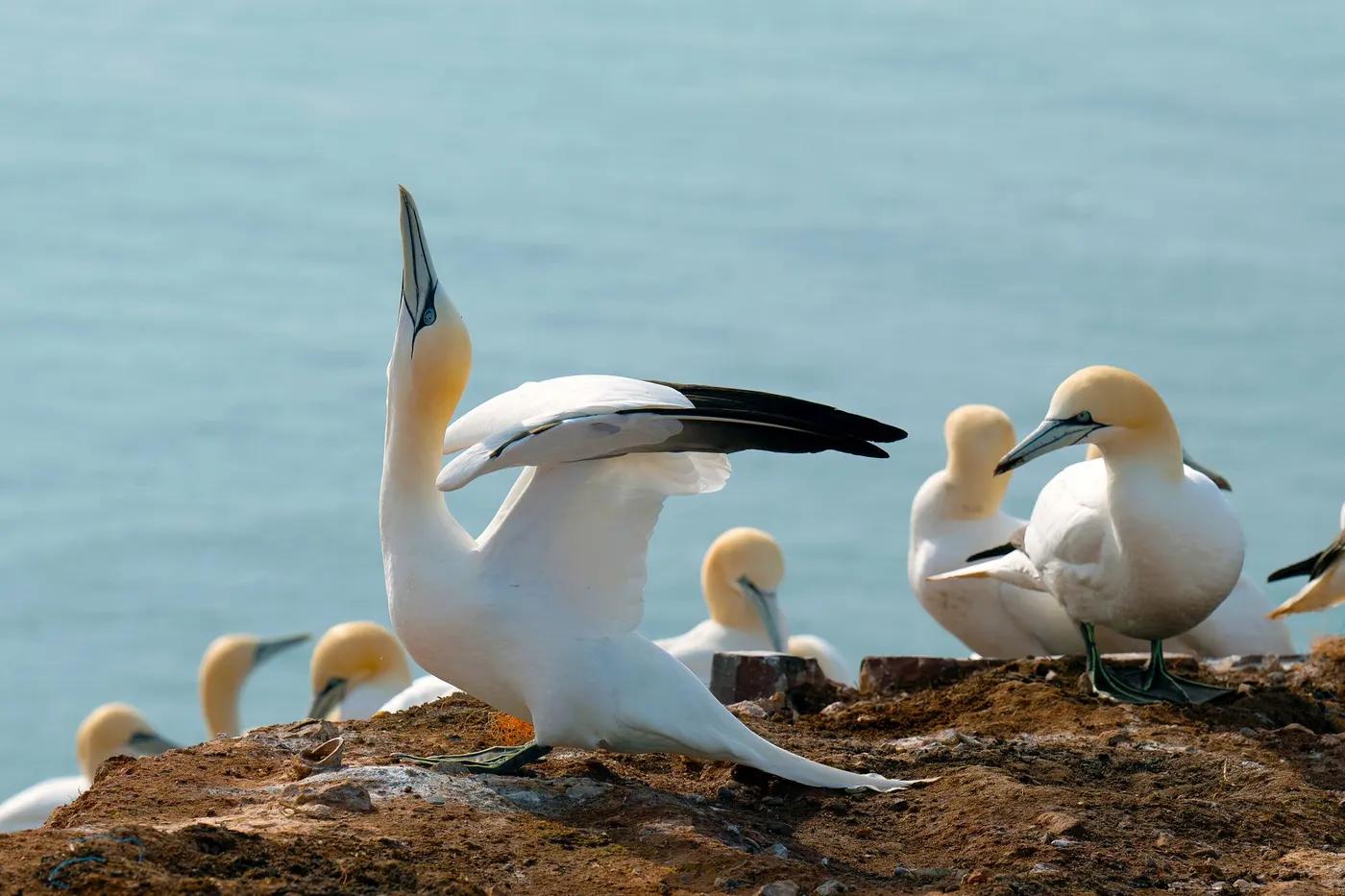 Northern gannets display courtship behavior atop a scenic coastal cliff, captured in daylight.