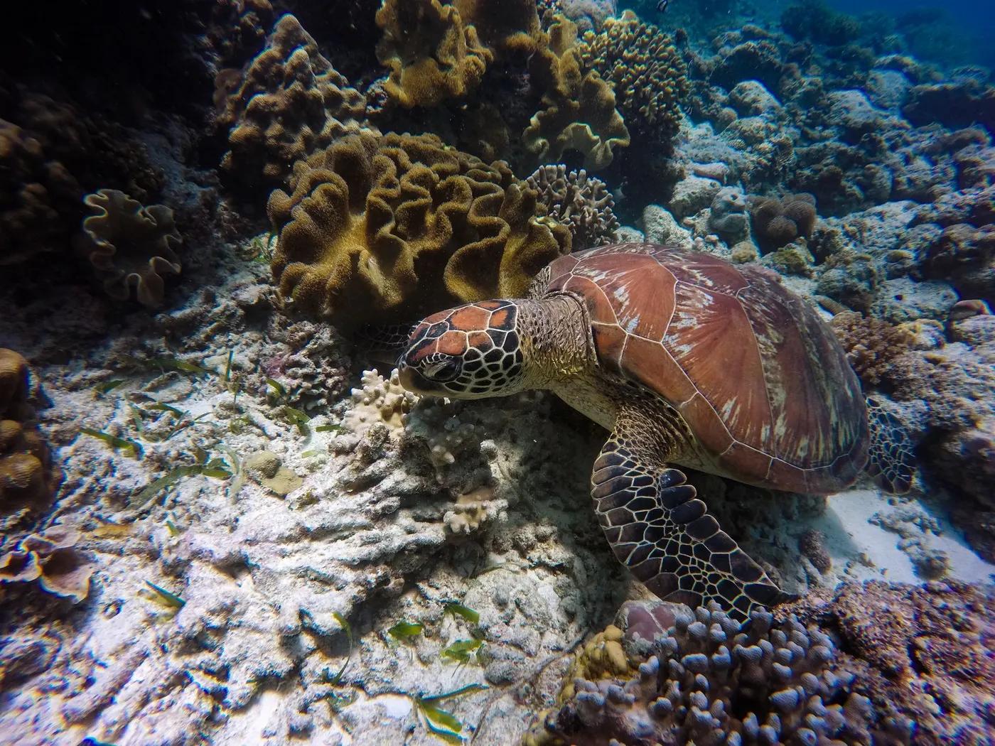 Captivating underwater shot of a sea turtle gracefully swimming through colorful coral reefs.