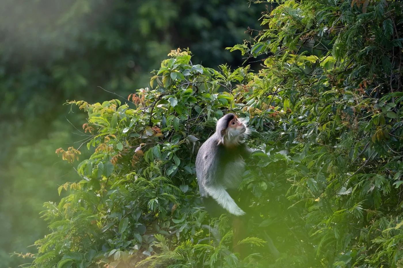 A red-shanked douc langur sits amidst lush green jungle foliage, showcasing its unique appearance.