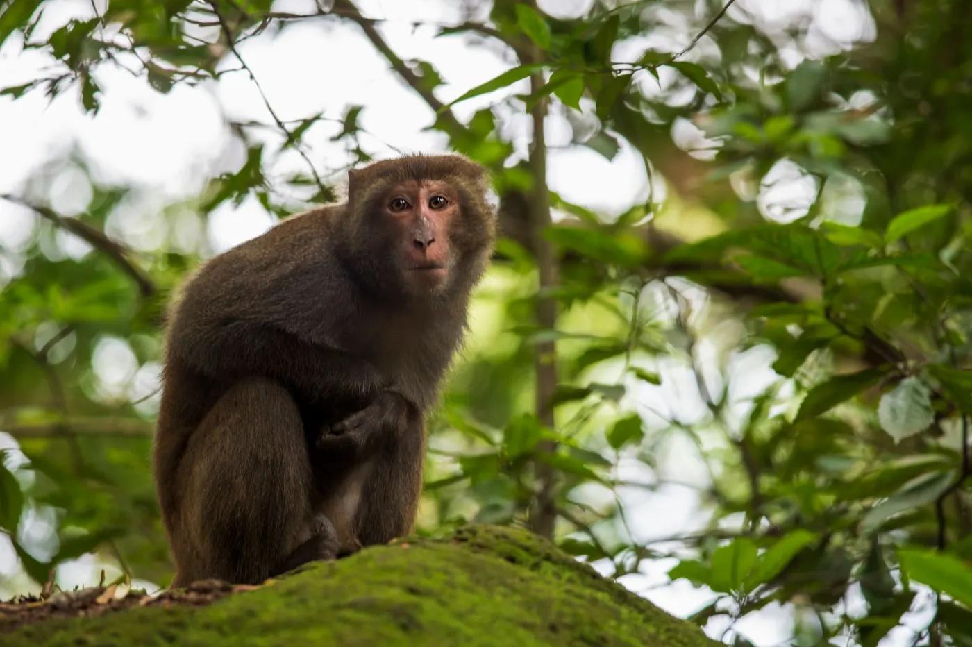 A Formosan macaque sits amidst lush greenery in Taiwan's jungles. Captivating wildlife shot.