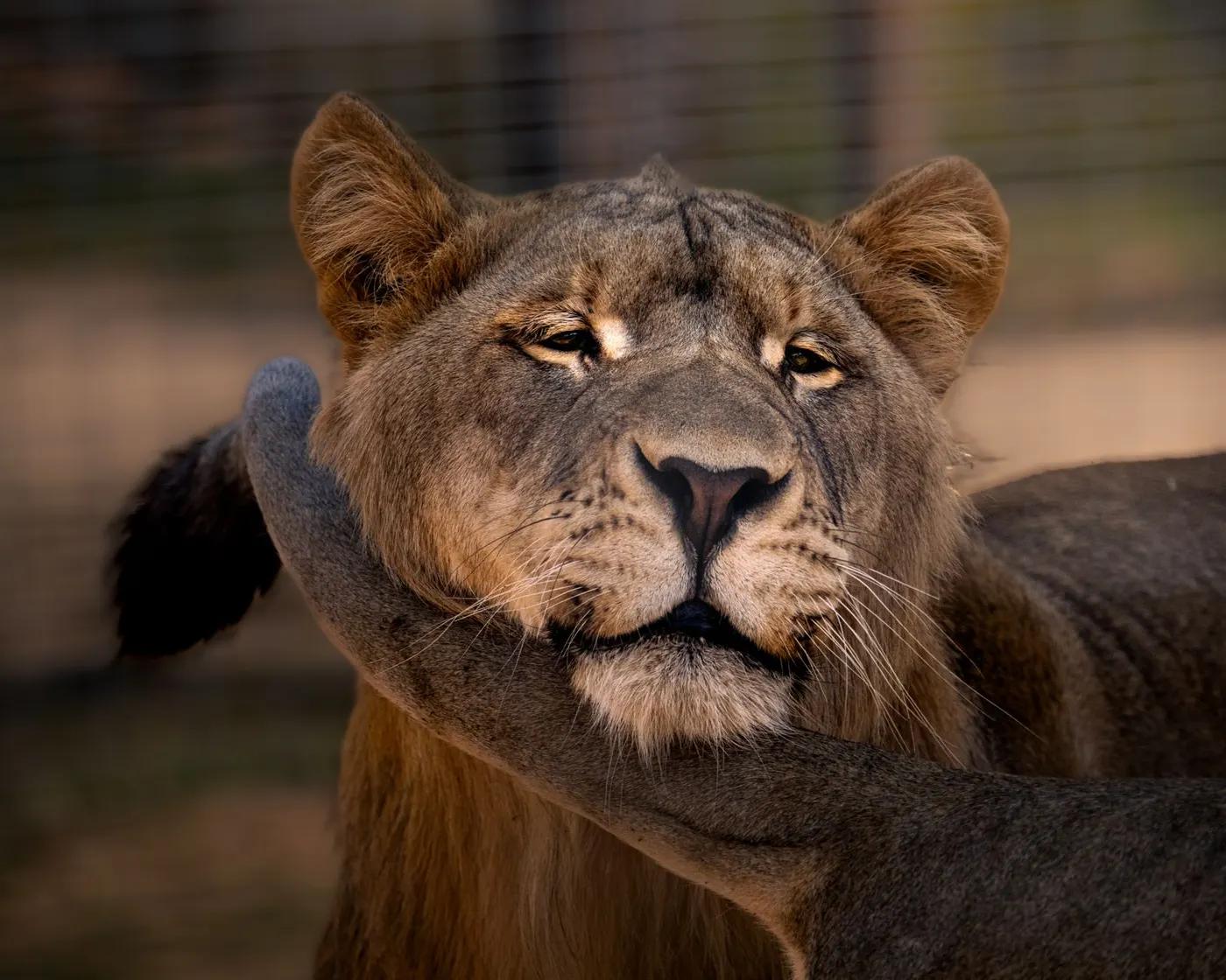 A serene close-up of a lion resting its chin on a paw, showcasing the majesty of this big cat.