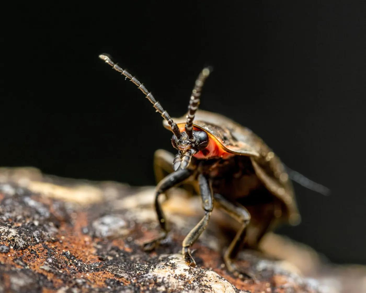 Detailed macro shot of a firefly beetle, showcasing its antennae and features.