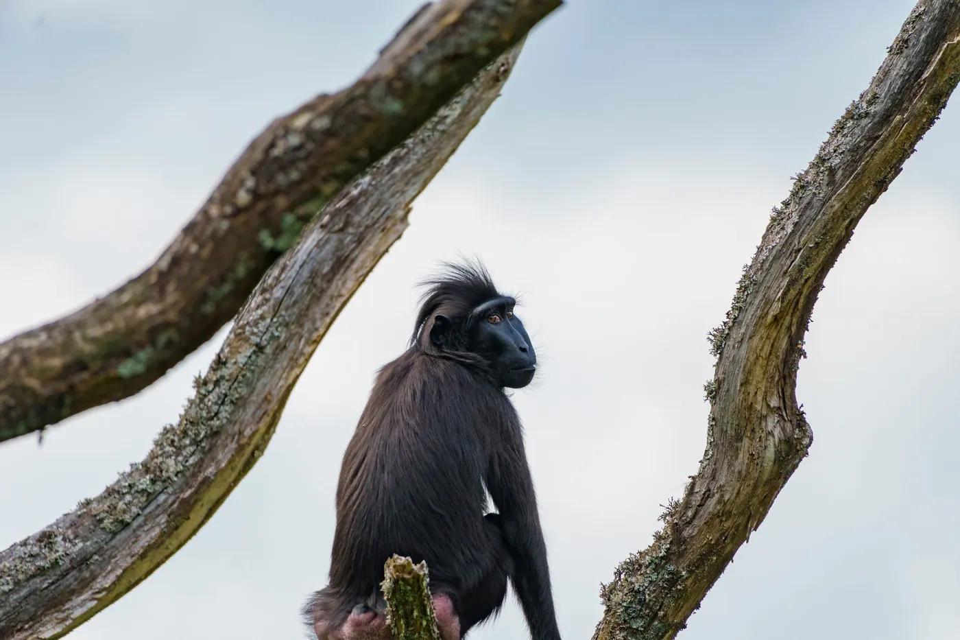 A black monkey perched on a tree branch in a sunny outdoor setting.