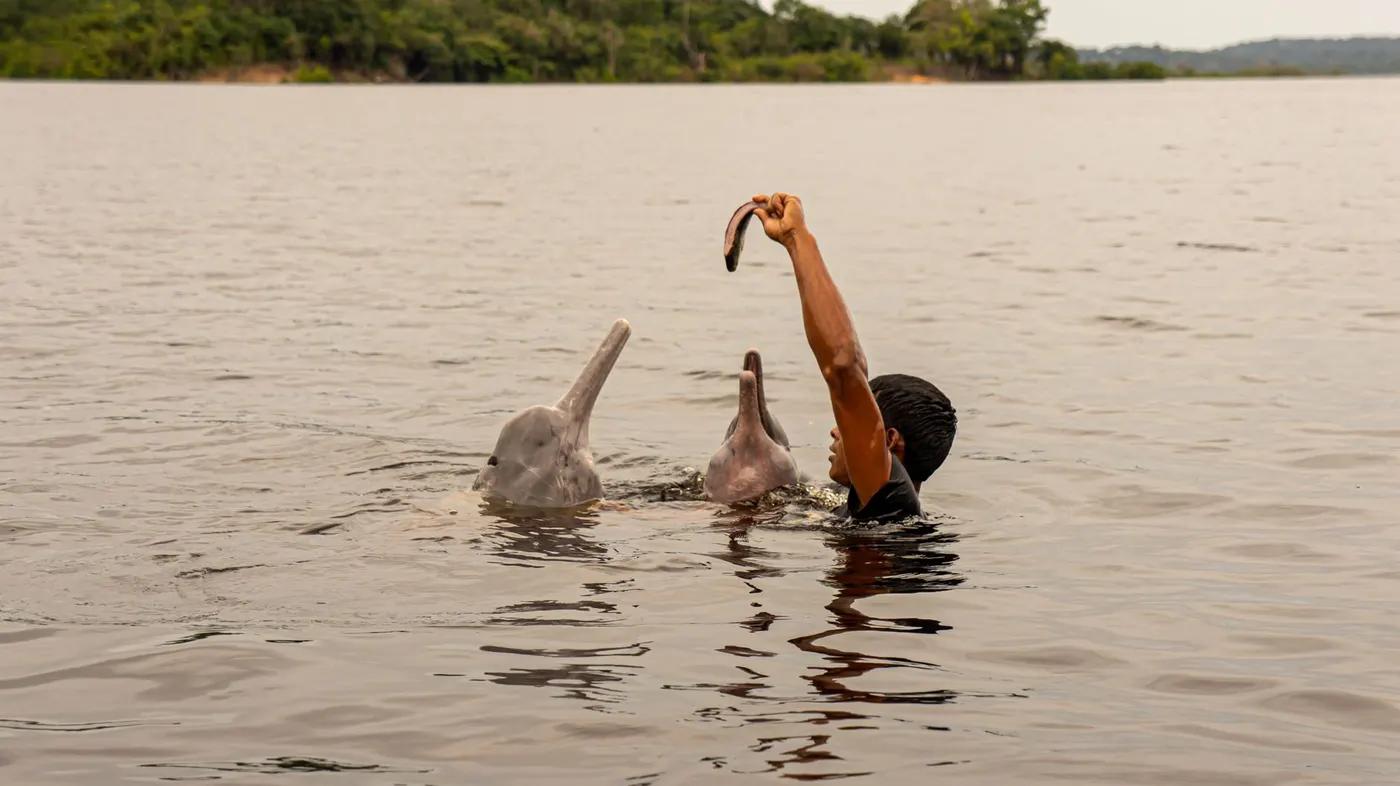 A person in the water feeding dolphins in a serene lake with lush surroundings.