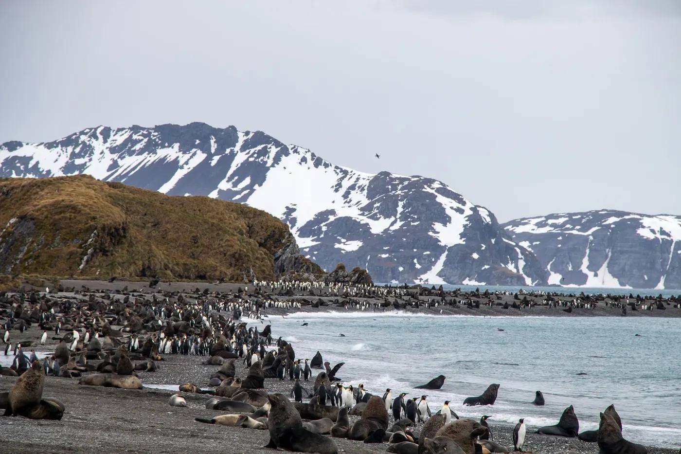 Explore the rugged coast of South Georgia Island with penguins and seals amidst icy landscapes.