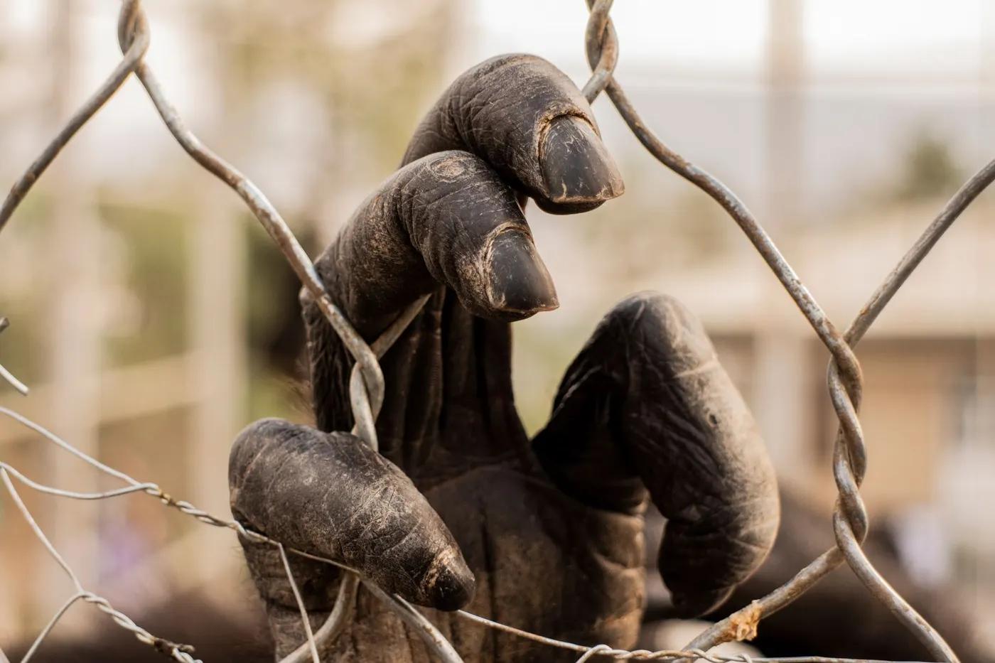 A close-up of a gorilla's hand gripping a metal chain link fence outdoors.