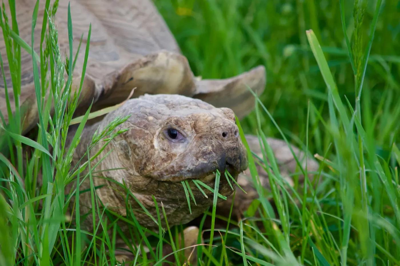 Tortoise eating grass in a lush green field, showcasing nature and wildlife in London.