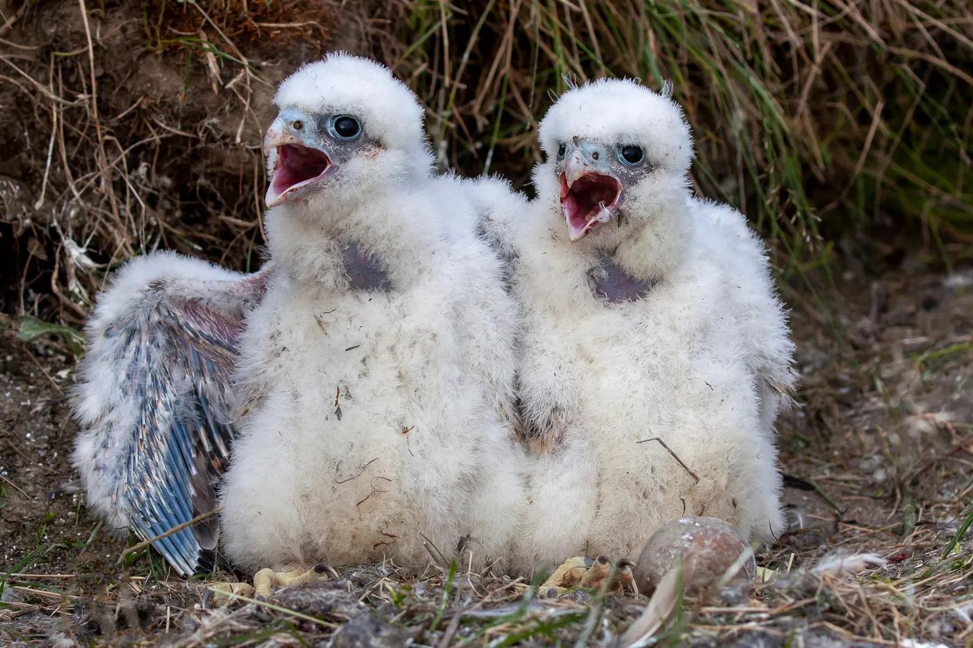 Adorable peregrine falcon chicks with fluffy feathers captured outdoors in their natural habitat.