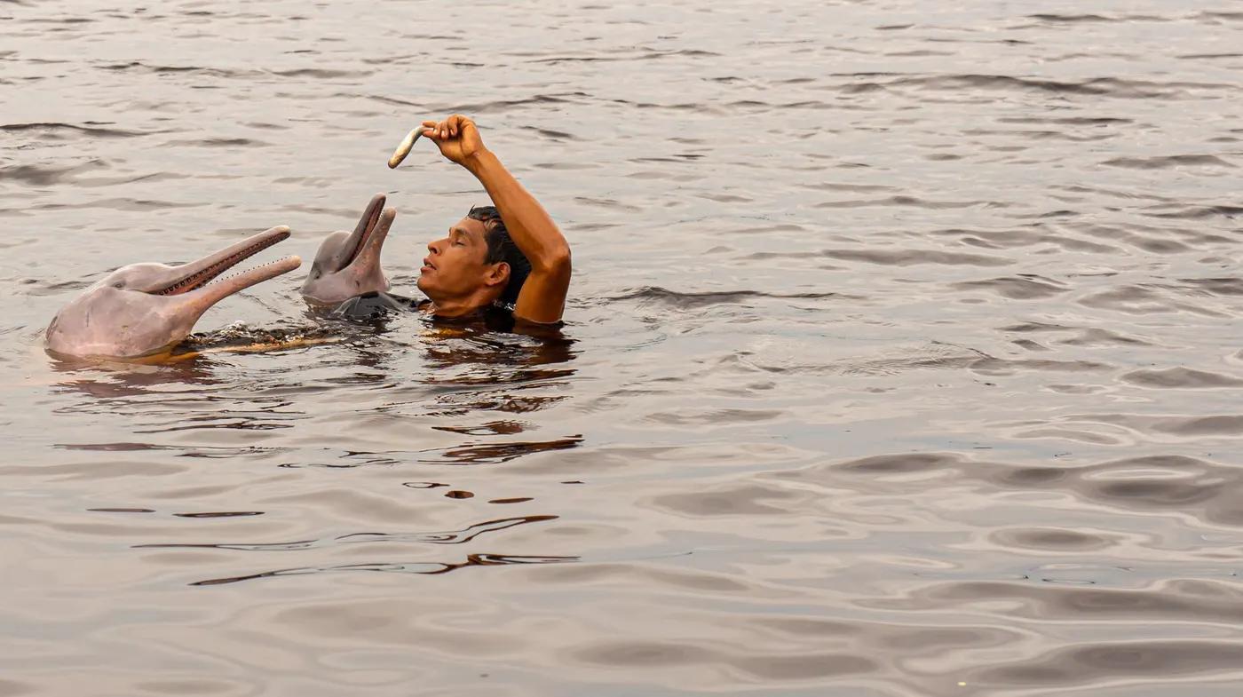 A man feeding dolphins in the ocean, showcasing a serene interaction with aquatic animals.