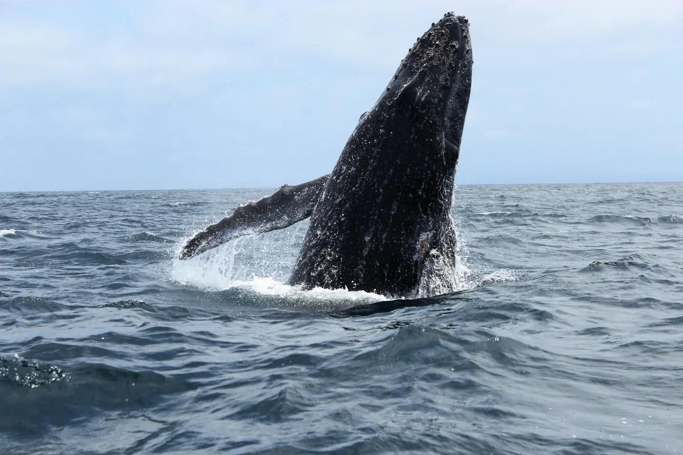 A majestic humpback whale breaching the surface of the Pacific Ocean off Ecuador's coast.