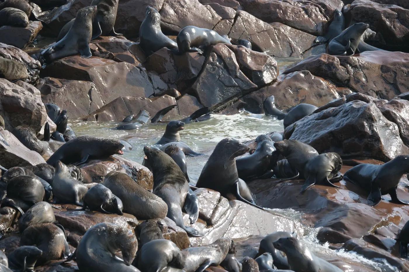 A large group of Cape Fur Seals resting on coastal rocks in the sunlight.