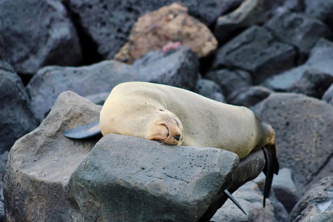 A sleepy seal resting on rocks by the coast, showcasing serene wildlife in natural habitat.