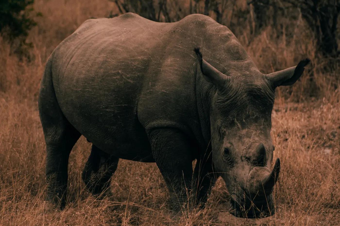 A wild rhinoceros grazes peacefully in the grasslands, epitomizing Africa's wildlife grandeur.