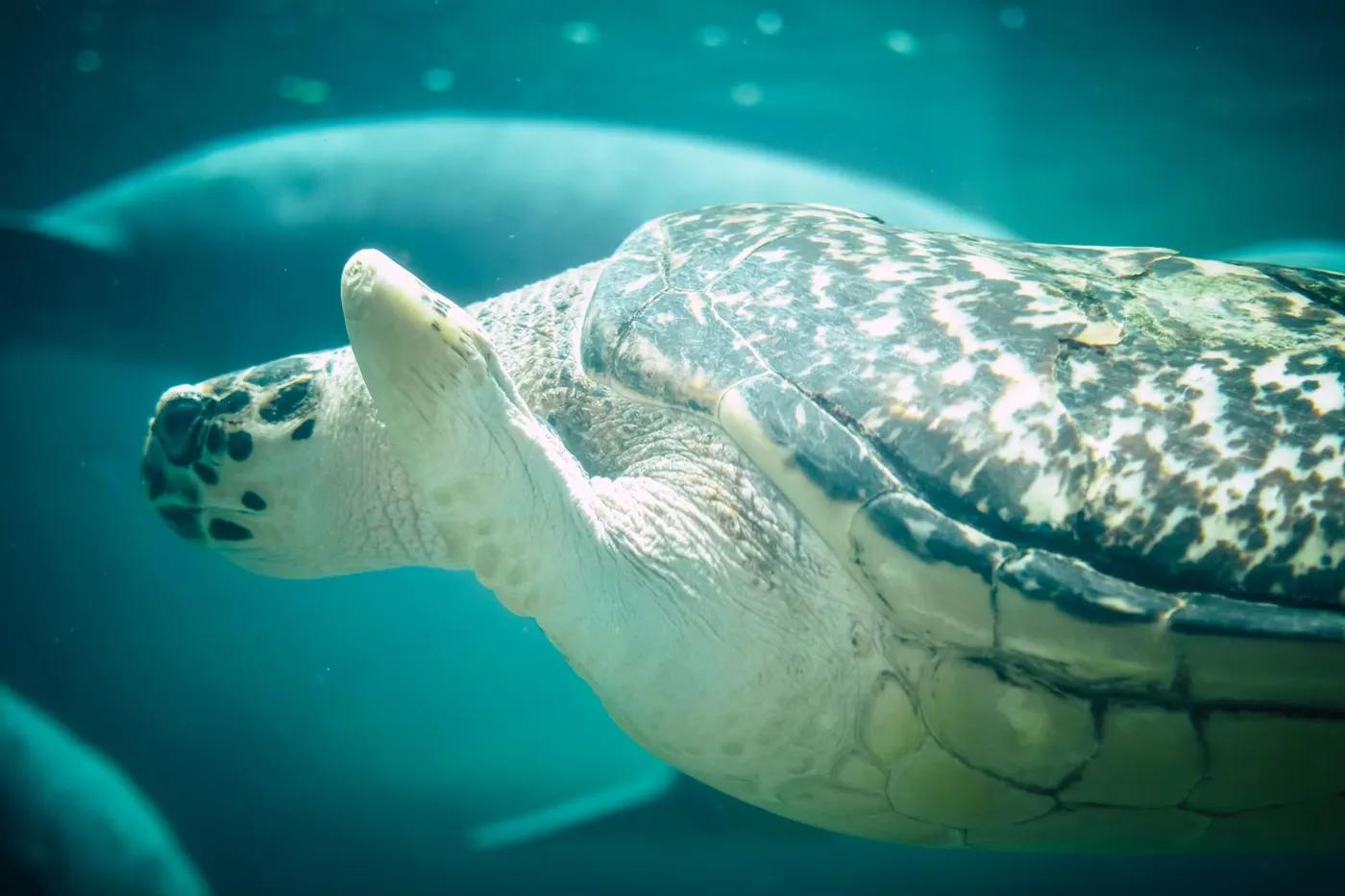 A detailed view of a sea turtle swimming gracefully through underwater depths.