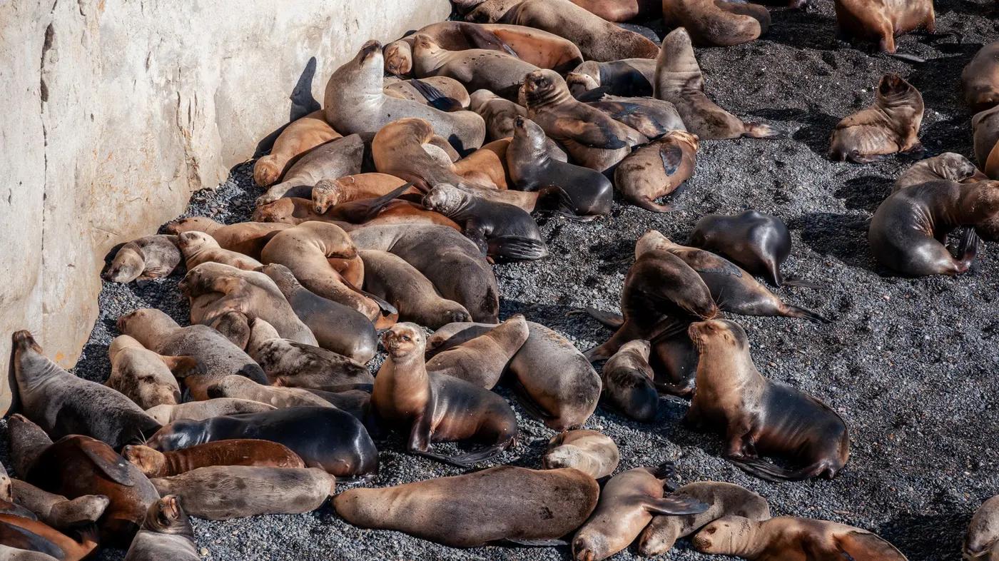 A large group of seals lounging on a rocky beach, basking in natural habitat.