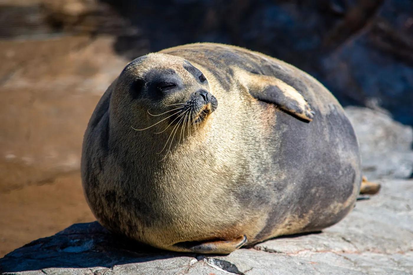 A sunlit seal lying on rocks in a natural setting, showcasing wildlife photography.