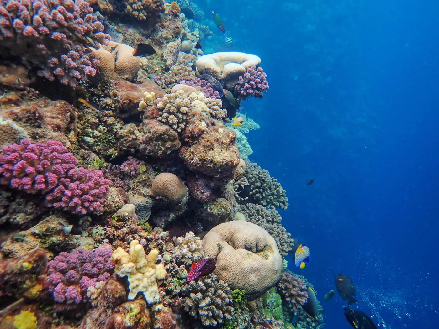 A colorful coral reef teeming with diverse sea life in a clear ocean setting.