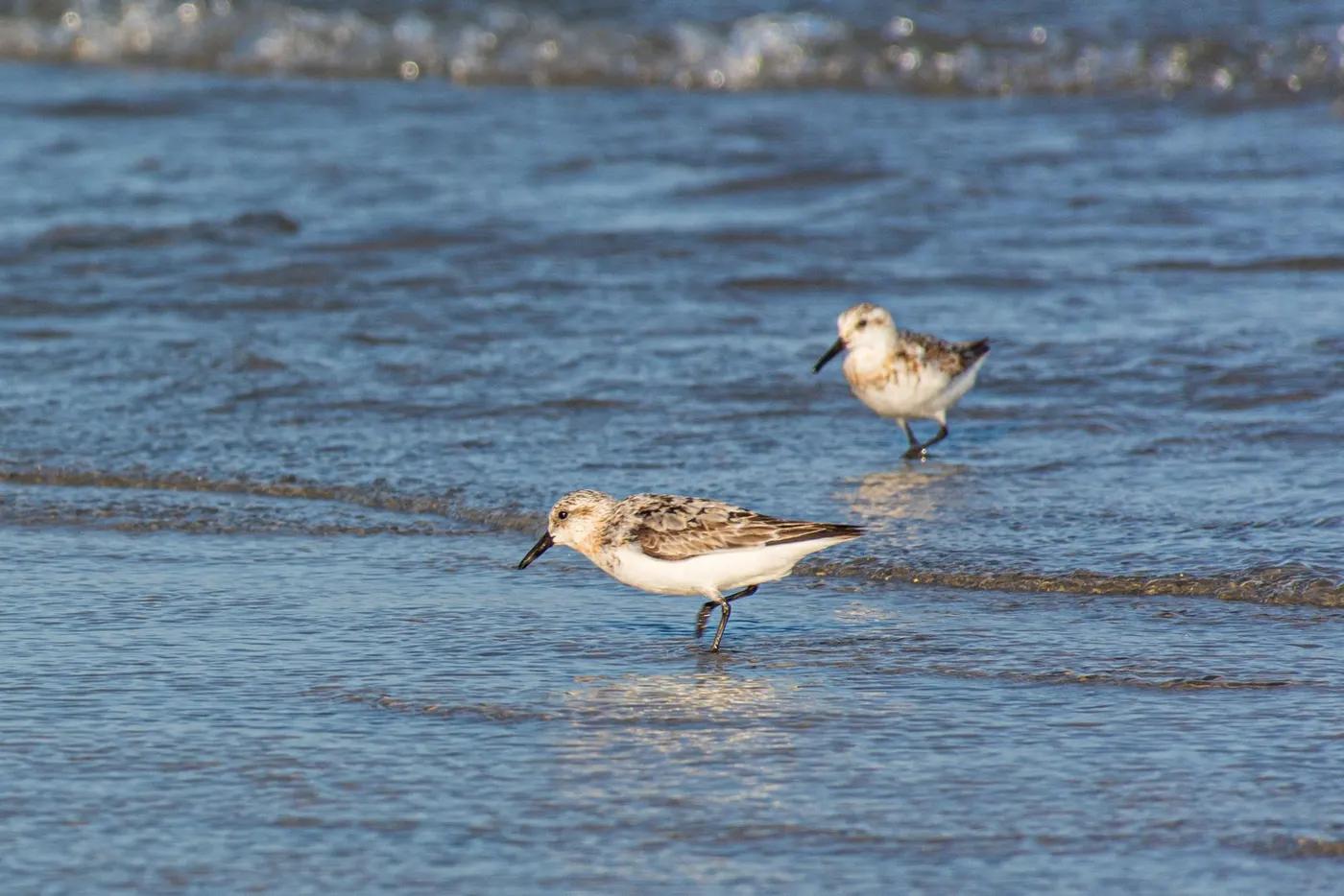 Two sandpipers wade through the gentle waves of a sandy beach at the shore.