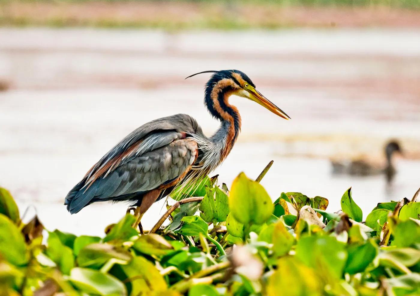 A vivid capture of a Purple Heron amidst lush greenery in Purbasthali, India.