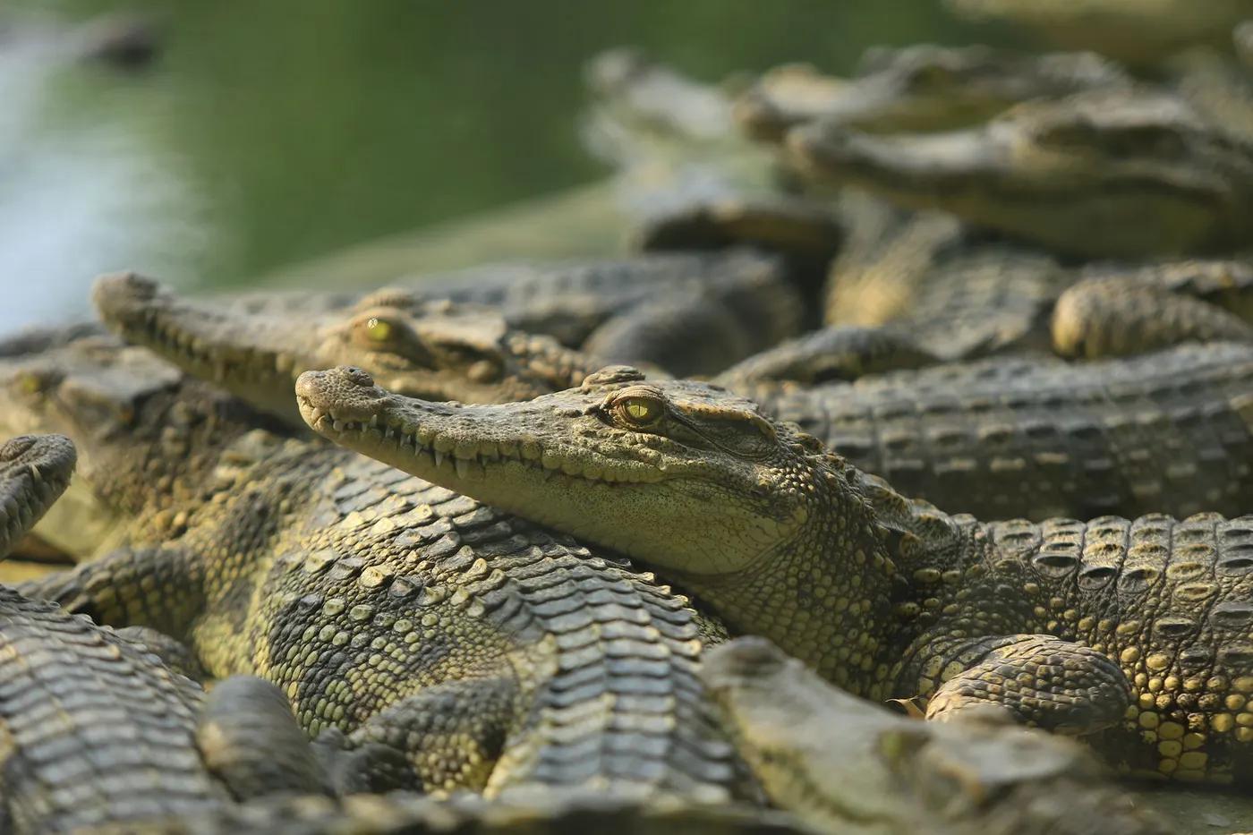 Close-up of Nile crocodiles basking in the sun. Perfect for wildlife themes.
