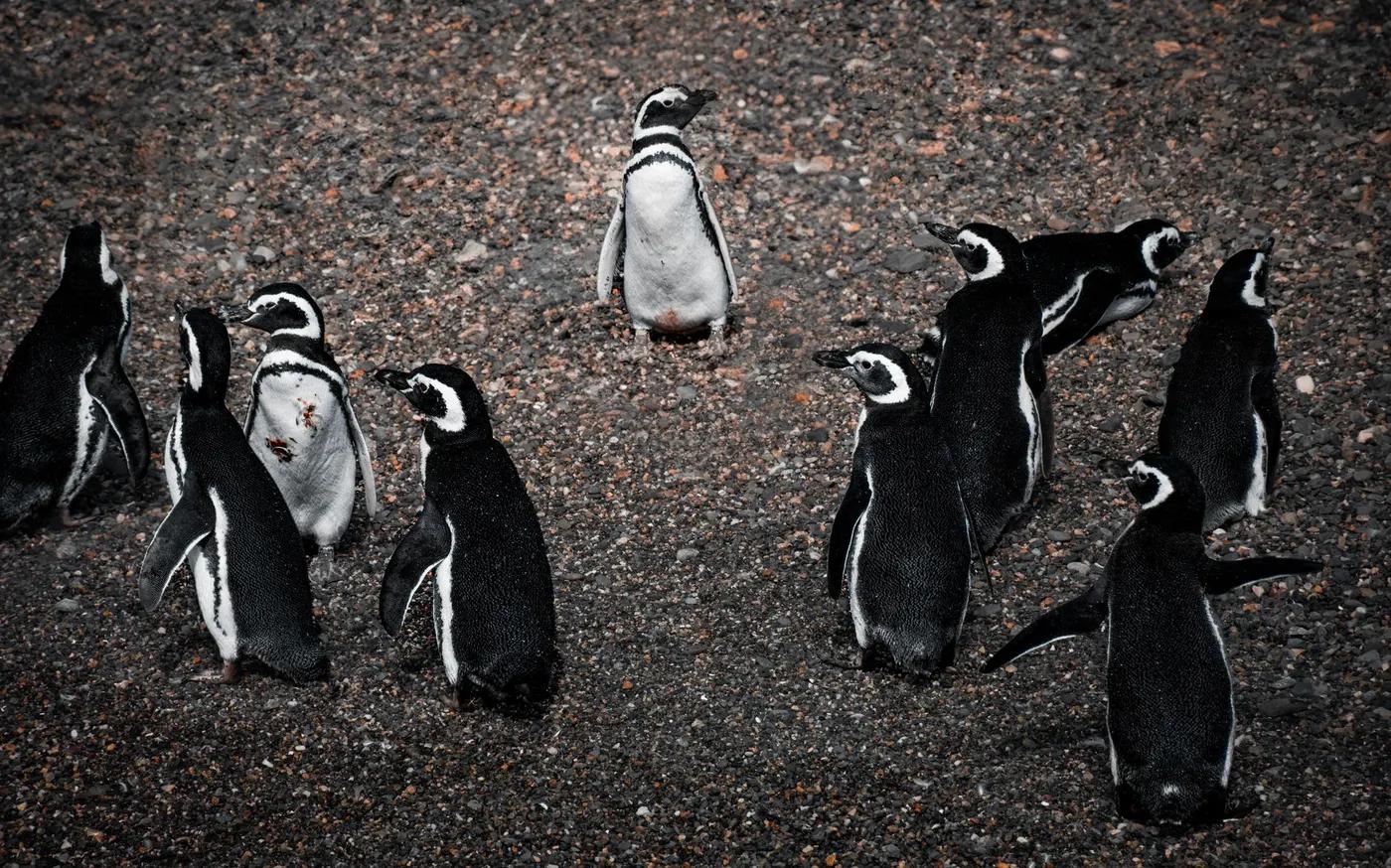 A group of Magellanic penguins on a rocky beach in Ushuaia, Argentina, showcasing their natural habitat.