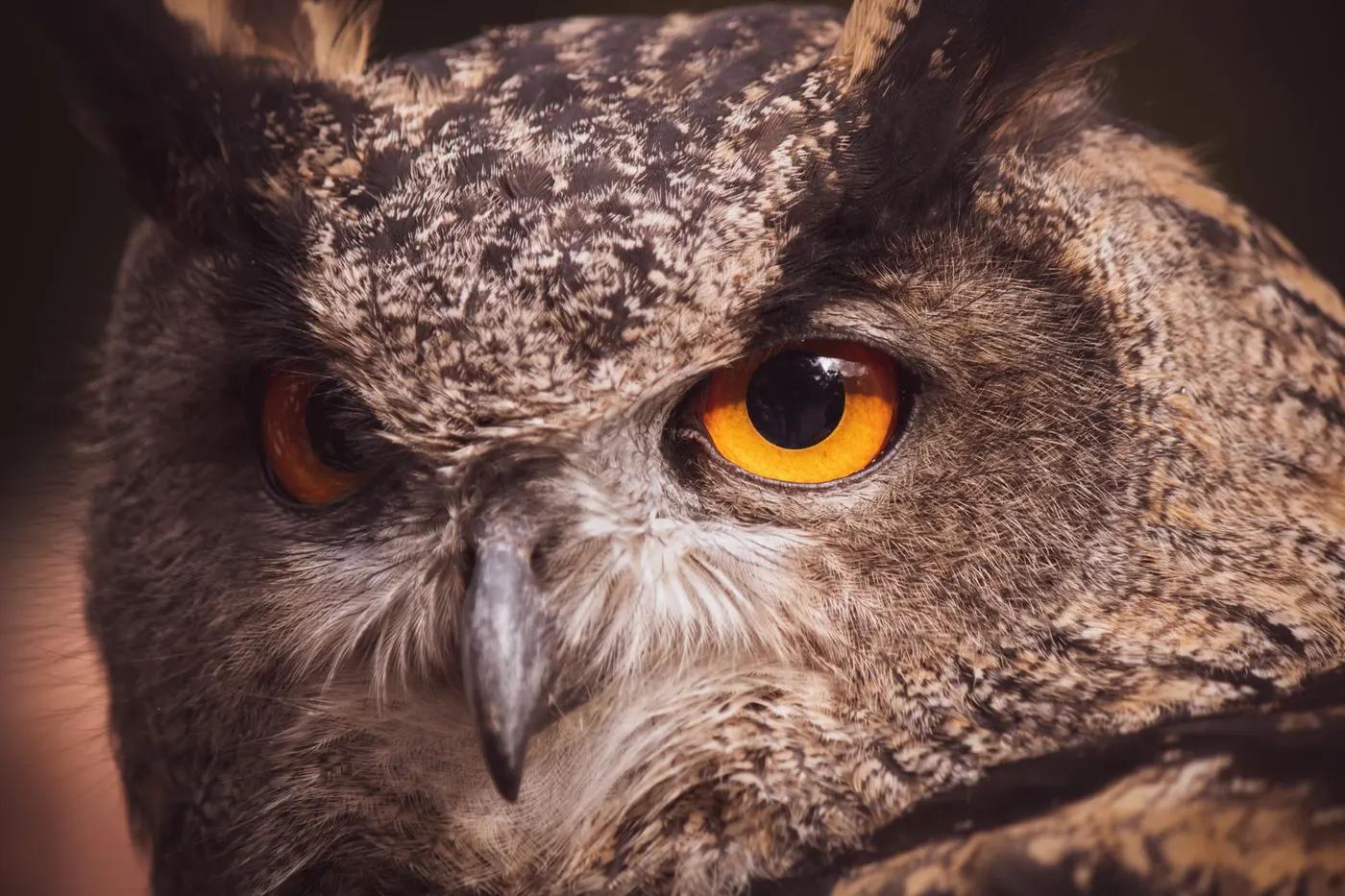 Stunning close-up of an owl's face highlighting its vivid orange eyes in detail.