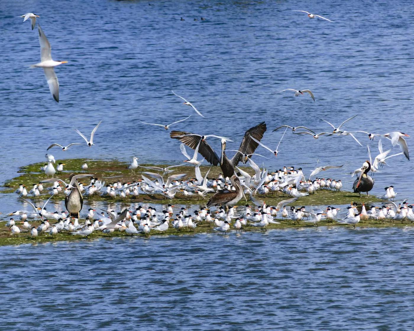 An aerial view of terns and pelicans gathered on a lake island, showcasing birdlife.