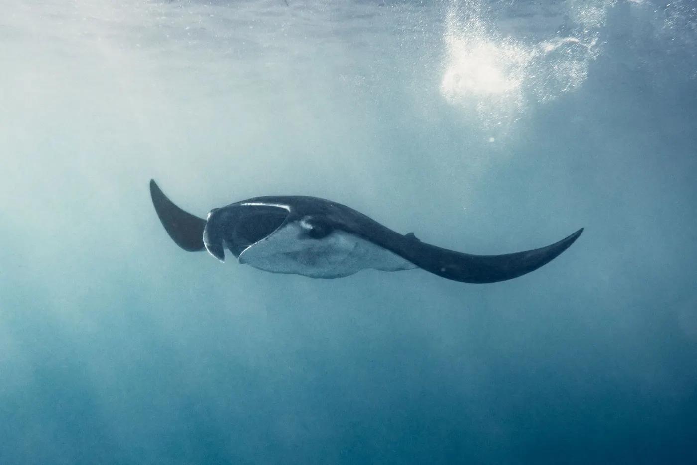 A close-up shot of a majestic manta ray gliding through clear waters in Bali, Indonesia.