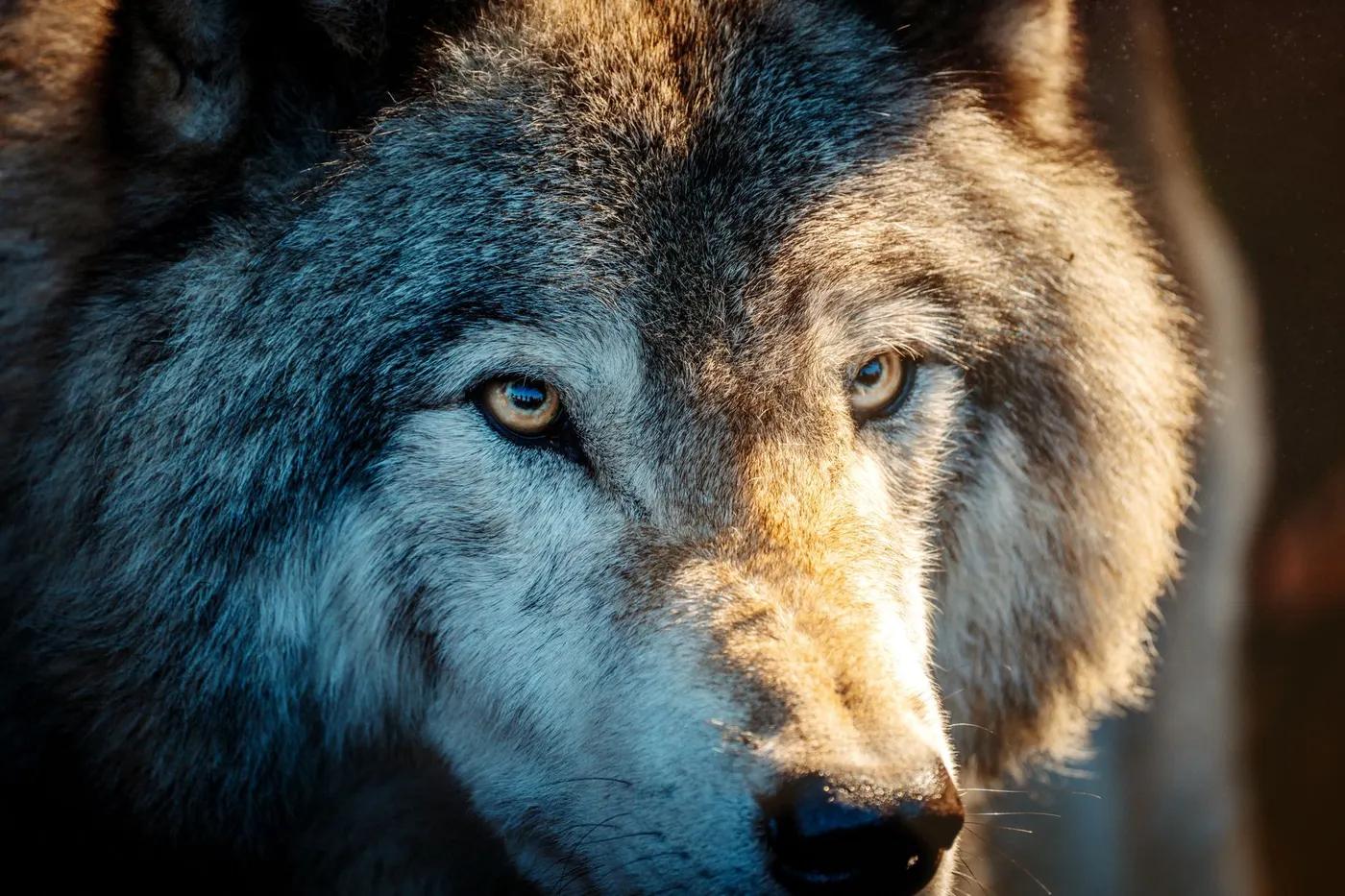 A detailed close-up of a gray wolf showcasing its intense gaze and textured fur.