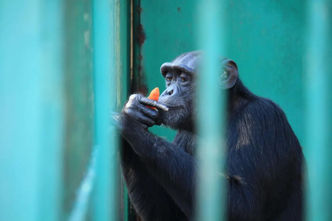 A chimpanzee eating a carrot behind bars in a zoo setting in Thailand.