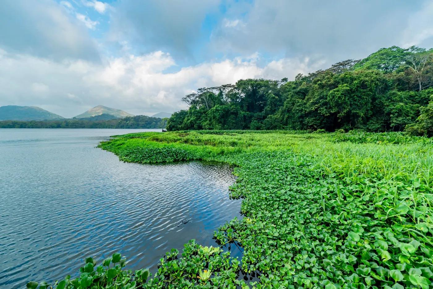 Explore the vibrant greenery and serene waters of a scenic lake in Catemaco, Mexico, surrounded by lush forests.
