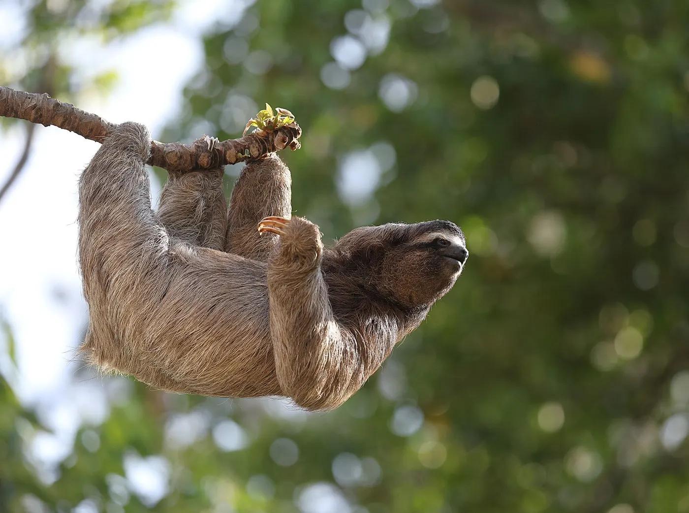 A sloth hanging from a tree branch in the Costa Rican rainforest. Captured with vivid detail.