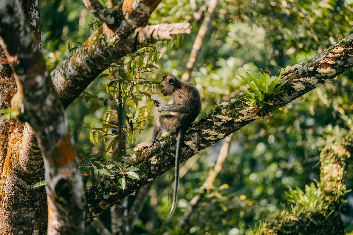 A wild macaque sits on a tree branch surrounded by lush greenery in East Java, Indonesia.