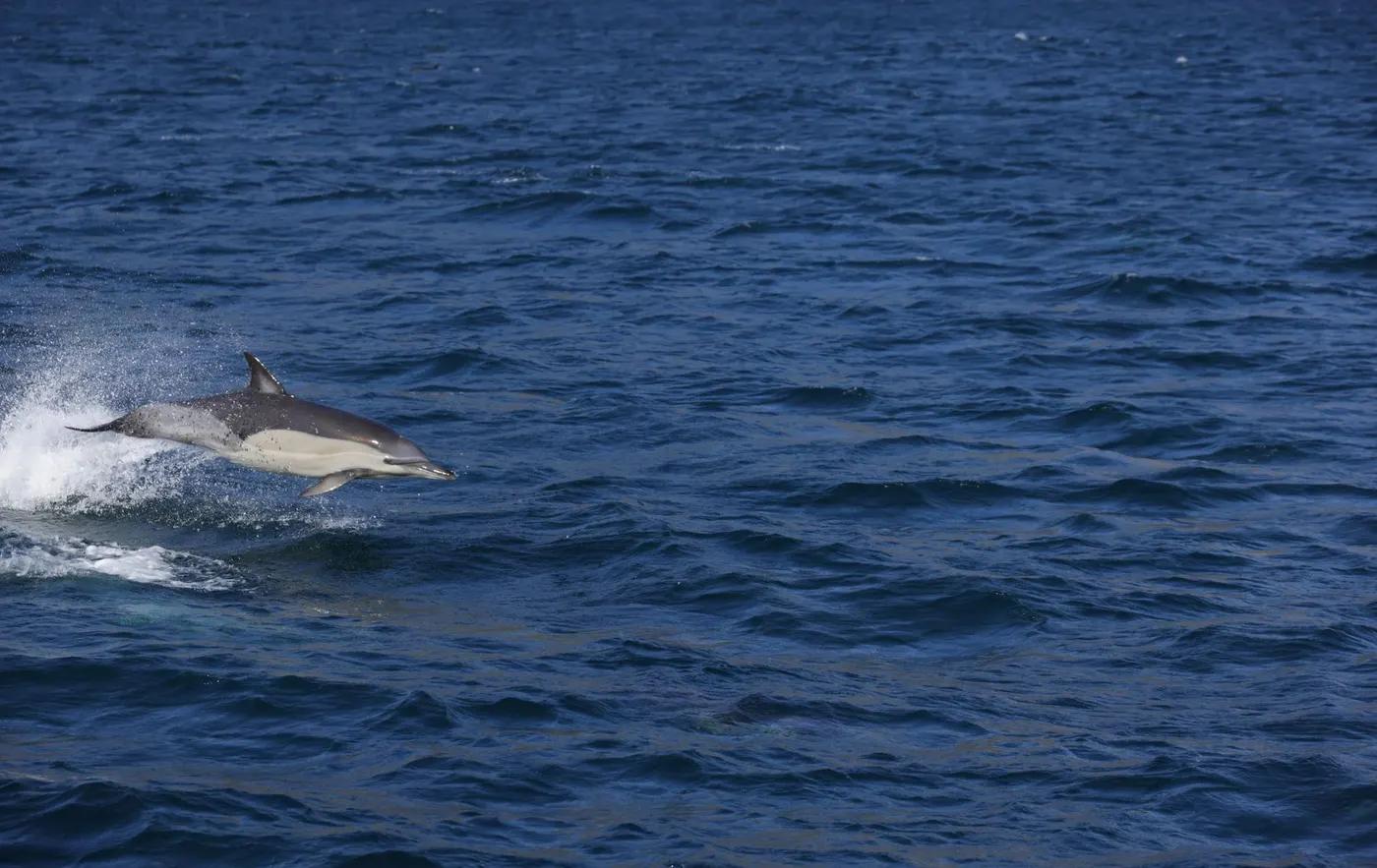 A bottlenose dolphin jumping above the vibrant blue ocean waves on a sunny day.