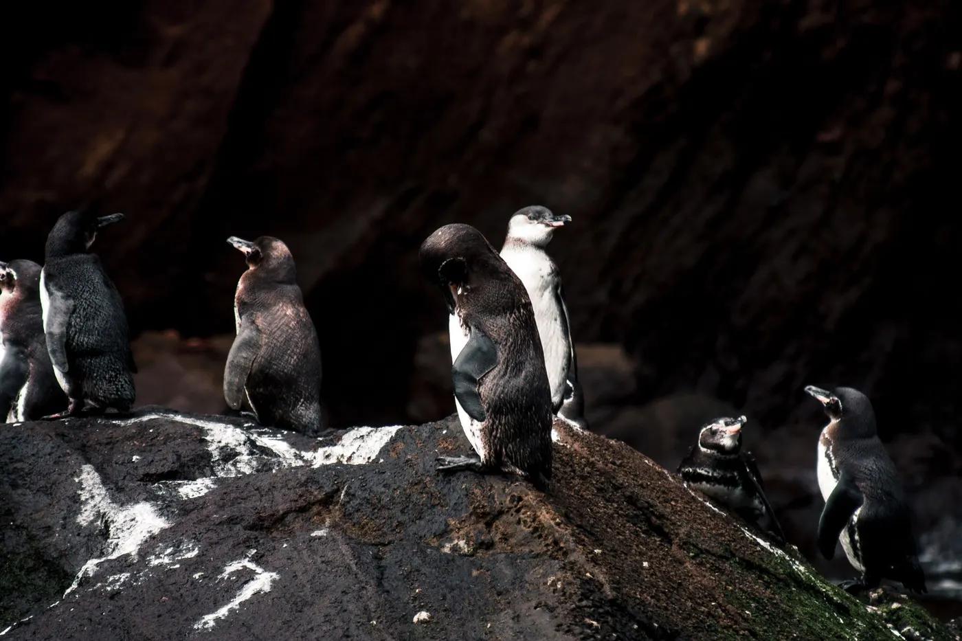 Group of Galapagos penguins resting on a rocky coastal shore in Ecuador.