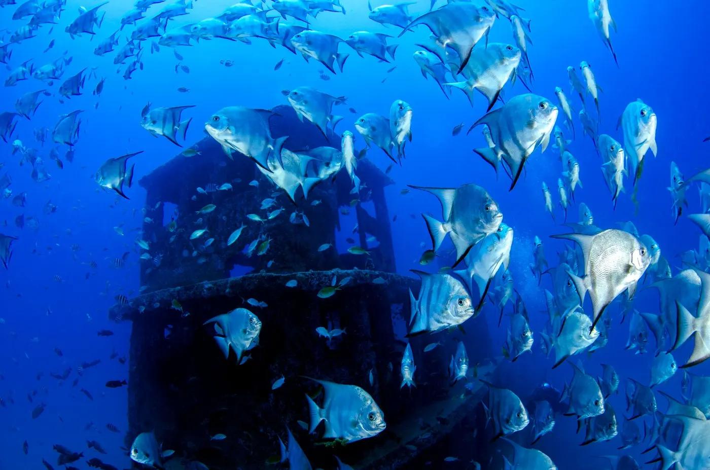 A school of Atlantic Spadefish swimming around an underwater shipwreck in clear blue waters.